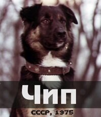 Чип