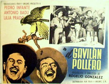 El gavilán pollero