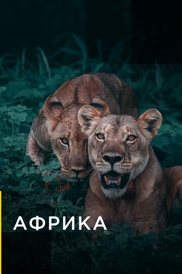 Африка