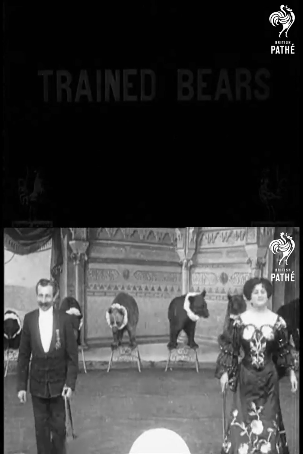 Trained Bears
