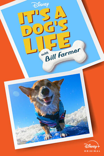 It's A Dog's Life