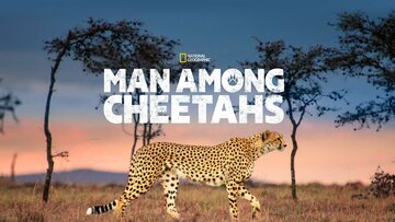 Man Among Cheetahs